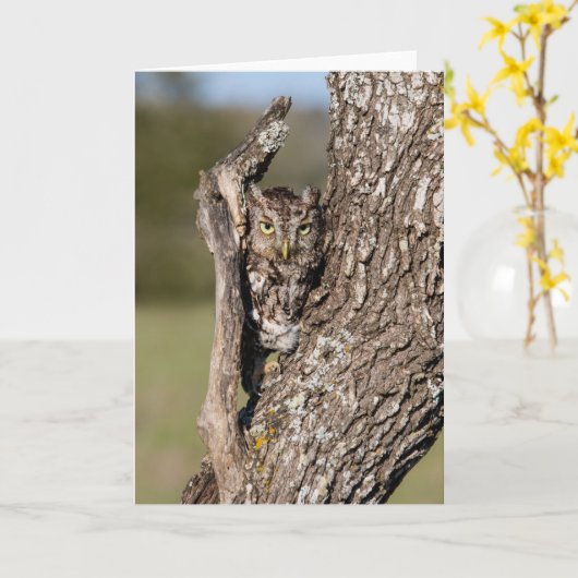 Eastern Screech Owl カード (黄色い花)