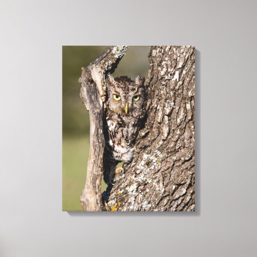 Eastern Screech Owl キャンバスプリント (正面)