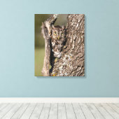 Eastern Screech Owl キャンバスプリント (インサイチュ (ウッドフロア))