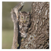 Eastern Screech Owl タイル (正面)
