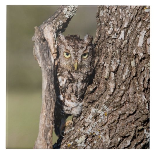 Eastern Screech Owl タイル (正面)