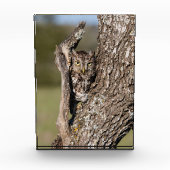 Eastern Screech Owl フォトブロック (正面)