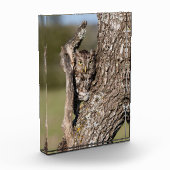 Eastern Screech Owl フォトブロック (左)