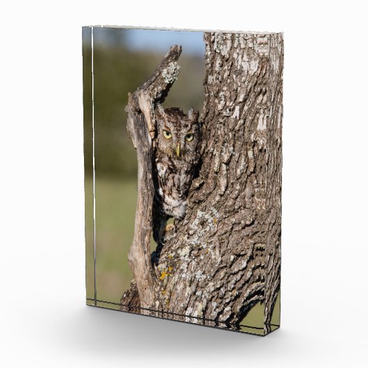 Eastern Screech Owl フォトブロック (右)