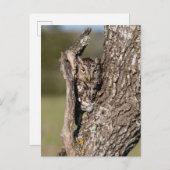 Eastern Screech Owl ポストカード (正面/裏面)