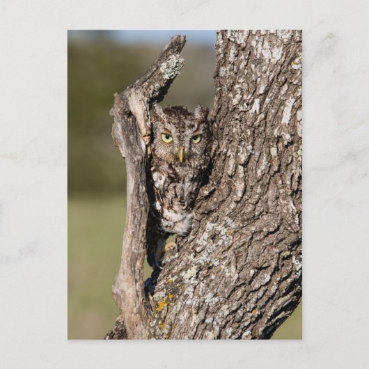 Eastern Screech Owl ポストカード (正面)