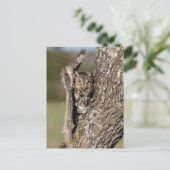 Eastern Screech Owl ポストカード (スタンド正面)