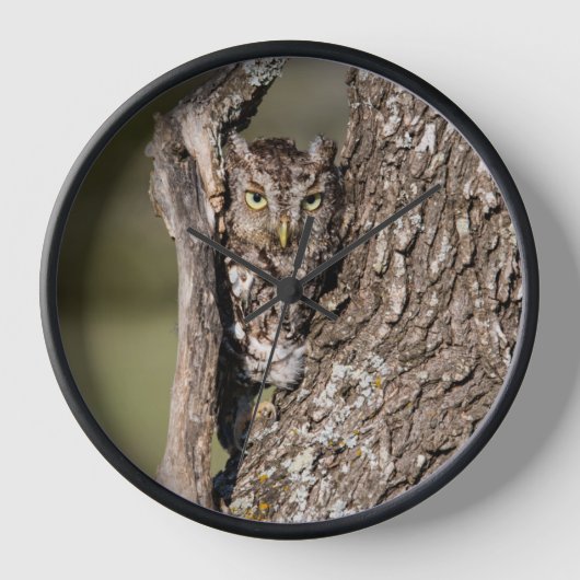 Eastern Screech Owl 壁時計 (正面)