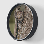 Eastern Screech Owl 壁時計 (傾斜)