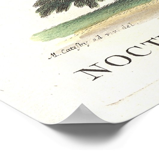 Eastern Screech Owl Catesby Seligman Reproduction ポスター (角)