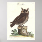 Eastern Screech Owl Catesby Seligman Reproduction ポスター (正面)