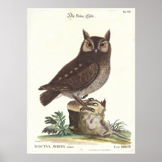 Eastern Screech Owl Catesby Seligman Reproduction ポスター (正面)