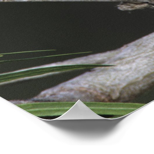 Eastern Screech-Owl, Megascops asio, Otus 2 ポスター (角)