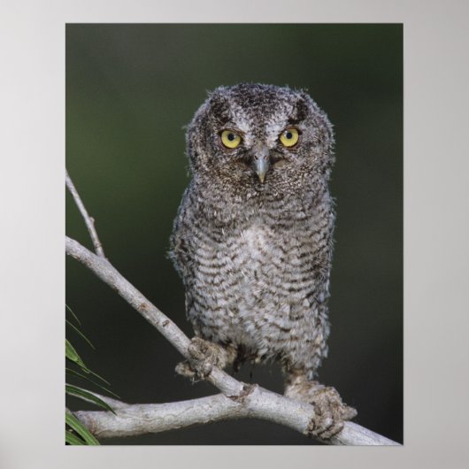 Eastern Screech-Owl, Megascops asio, Otus 2 ポスター (正面)