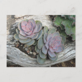 EcheveriaのSucculentの郵便はがき ポストカード