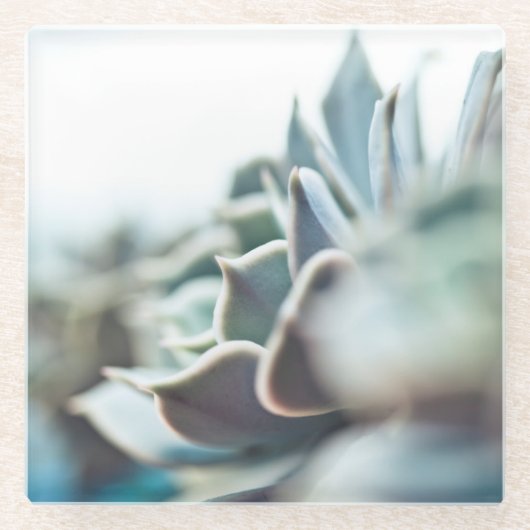 Echeveriaのsucculent ガラスコースター (正面)