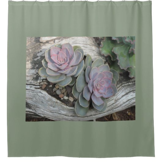EcheveriaのSucculent シャワーカーテン (正面)