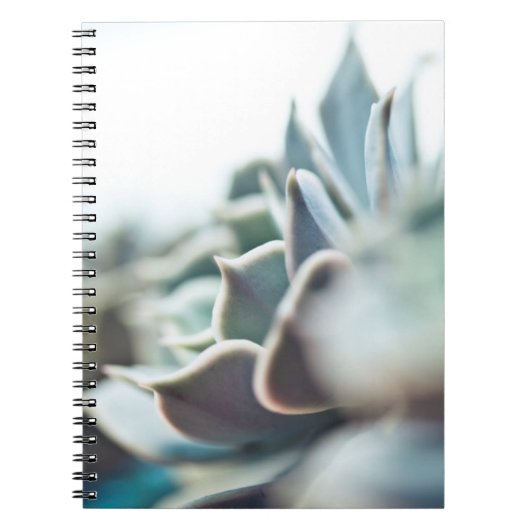 Echeveriaのsucculent ノートブック (正面)