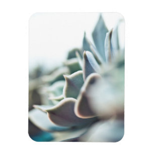 Echeveriaのsucculent マグネット