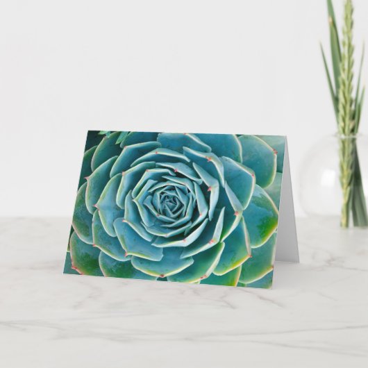 Echeveria Rosette, Secret Garden of Marrakech カード (正面)