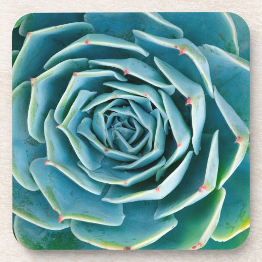 Echeveria Rosette, Secret Garden of Marrakech コースター (正面)