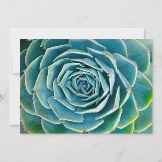 Echeveria Rosette, Secret Garden of Marrakech サンキューカード (正面)