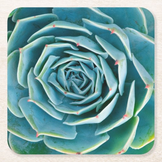 Echeveria Rosette, Secret Garden of Marrakech スクエアペーパーコースター (正面)