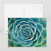Echeveria Rosette, Secret Garden of Marrakech ポストカード (正面/裏面)