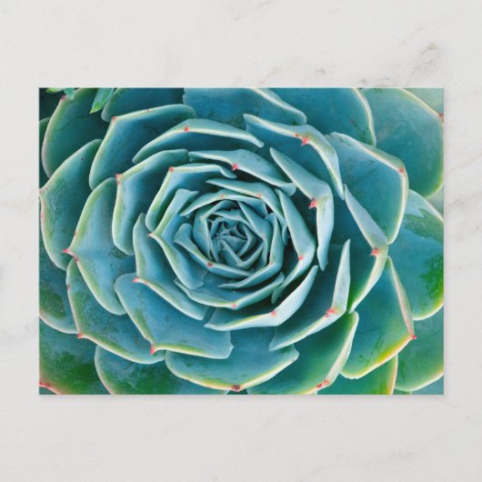 Echeveria Rosette, Secret Garden of Marrakech ポストカード (正面)