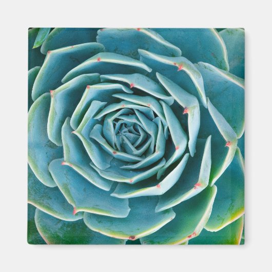 Echeveria Rosette, Secret Garden of Marrakech マグネット (正面)