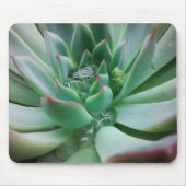 Echeveria 「Tippy マウスパッド (正面)