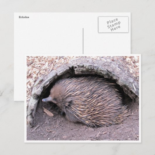 echidnaの複数形 ポストカード (正面/裏面)