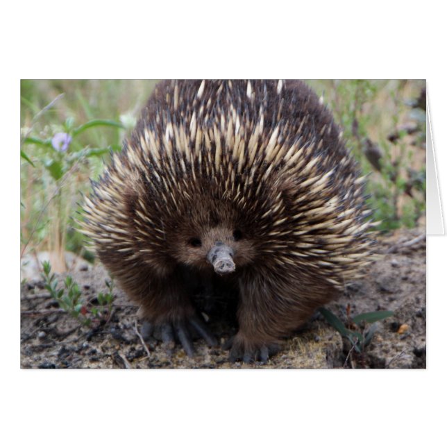 EchidnaまたはSprit Anteater Australia (正面横)