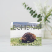 ECHIDNA動物の自然がパーソナライカスタマイズズされる ポストカード (スタンド正面)