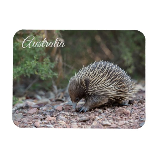 Echidna(オーストラリア) マグネット (横)
