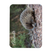 Echidna(オーストラリア) マグネット (縦)