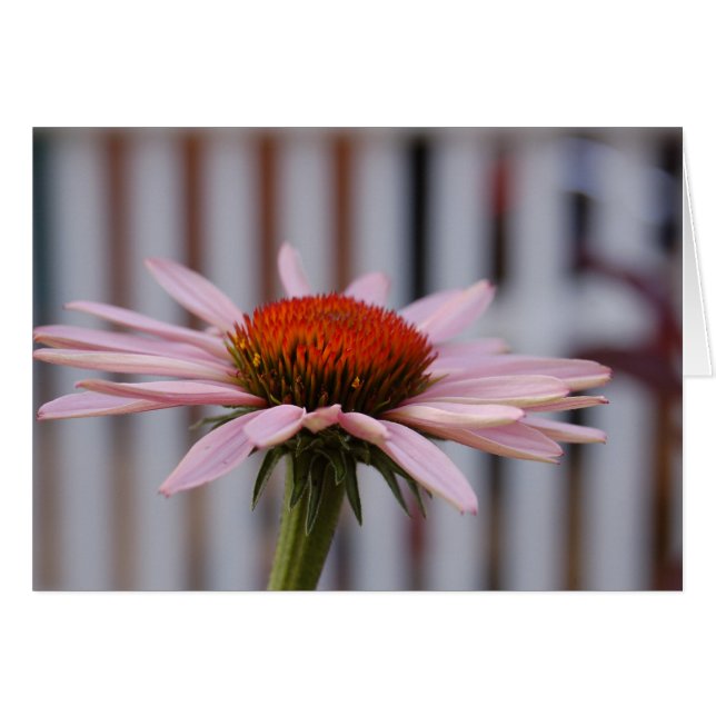 Echinacea (正面横)