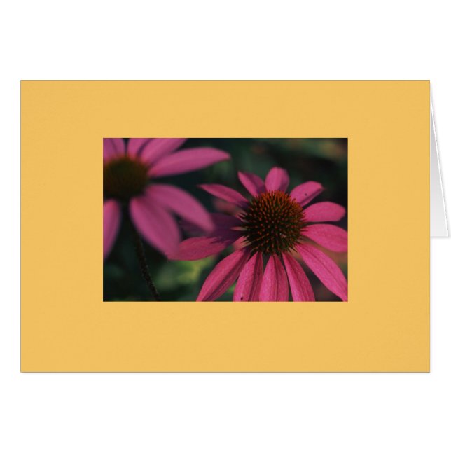 "Echinacea #3 " (正面横)