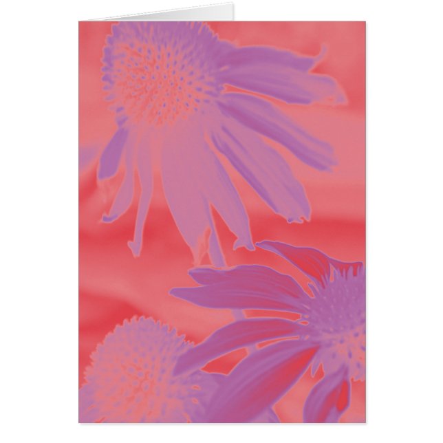 Echinacea #9のネオン白熱 (正面)