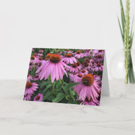 Echinacea Blank Note Card サンキューカード