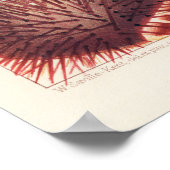 Echinderms, Barrier Reef素晴らしヴィンテージ・アート・ポスター ポスター (角)