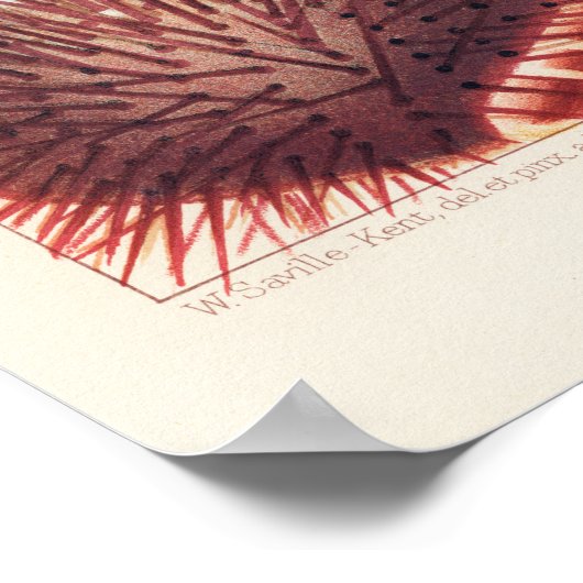 Echinderms, Barrier Reef素晴らしヴィンテージ・アート・ポスター ポスター (角)