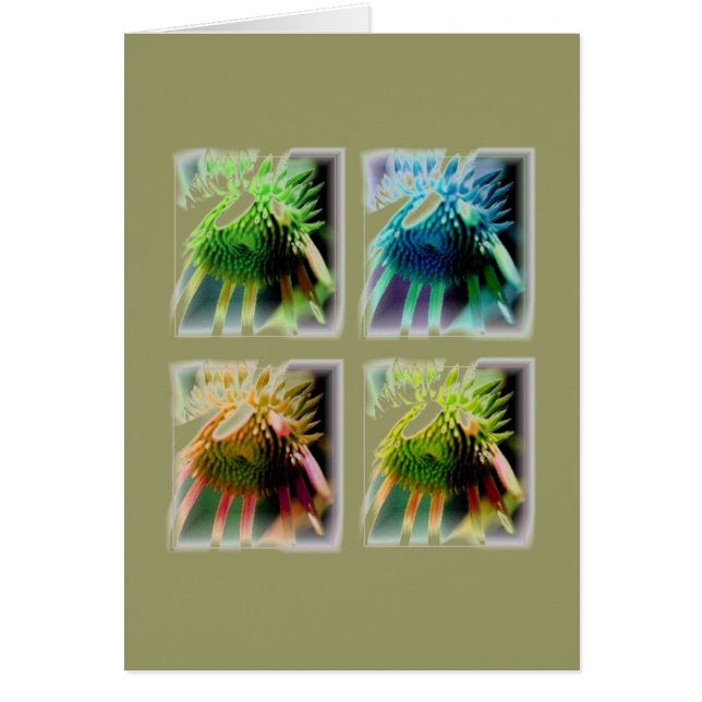 echineceaの成長の窓 (正面)