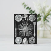 Echinideaはがき ポストカード (スタンド正面)