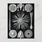 Echinideaはがき ポストカード (正面)