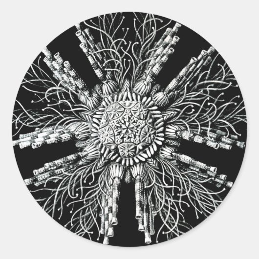 Echinideaシール ラウンドシール (正面)