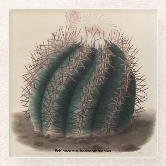 Echinocactusのhorizonthaloniusのサボテンのコースター ガラスコースター (正面)
