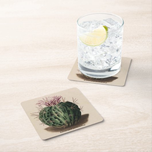 Echinocactusのpentacanthusのサボテンのコースター スクエアペーパーコースター (インサイチュ)