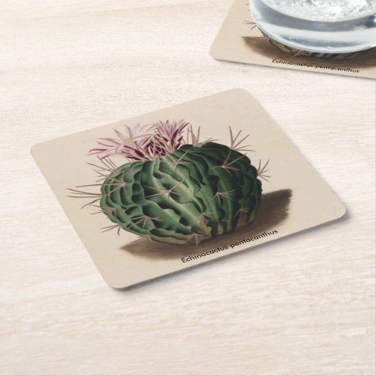 Echinocactusのpentacanthusのサボテンのコースター スクエアペーパーコースター (アングル)