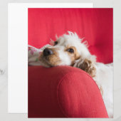 ecsオレンジと白チリン (正面/裏面)